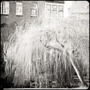 Vondelpark Weeping Willow